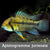 Apistogramma juriensis