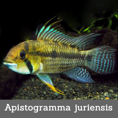 Apistogramma juriensis