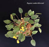 BEGONIA VANKERCKHOVENII