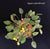 BEGONIA VANKERCKHOVENII