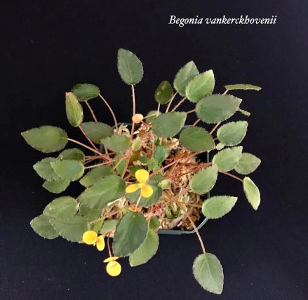 BEGONIA VANKERCKHOVENII