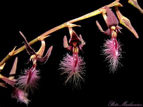 ORQUIDEA BULBOPHYLLUM SALTATORINI