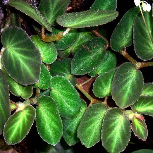 BEGONIA THELMAE