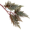 BEGONIA BIPINNATIFIDA