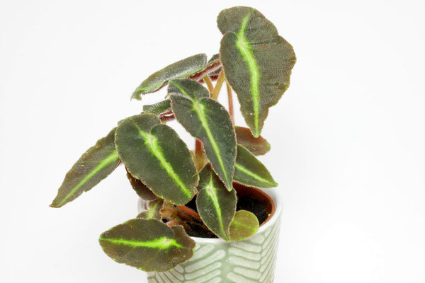 BEGONIA LISTADA
