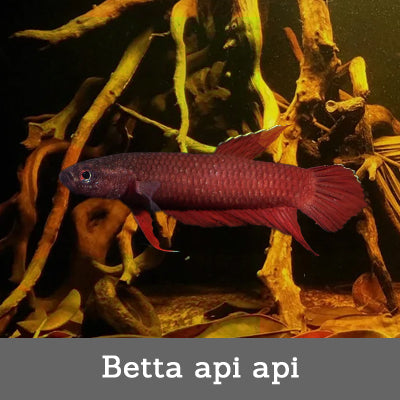 Betta Api Api