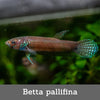 Betta pallifina