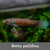 Betta pallifina