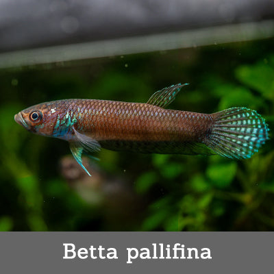 Betta pallifina