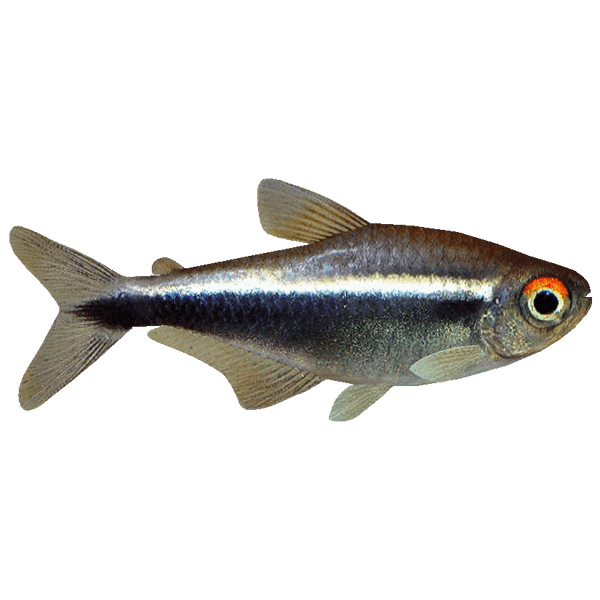 HYPHESSOBRYCON HERBERAXELRODI