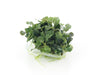 Bucephalandra "Sp Red" In vitro