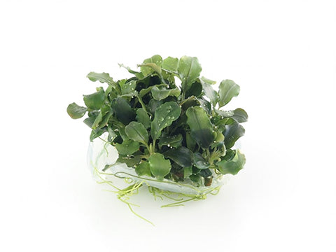 Bucephalandra "Sp Red" In vitro