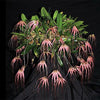 ORQUIDEA BULBOPHYLLUM ELIZABETH ANN BUCKLEBERRY