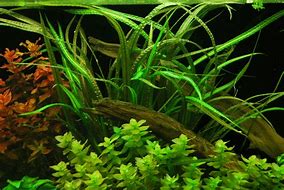 CRYPTOCORYNE BALANSAE CRISPULATA