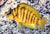 LAMPROLOGUS COMPRESSICEPS GOLD
