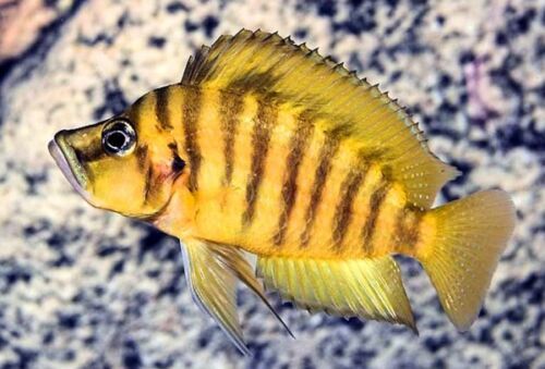 LAMPROLOGUS COMPRESSICEPS GOLD