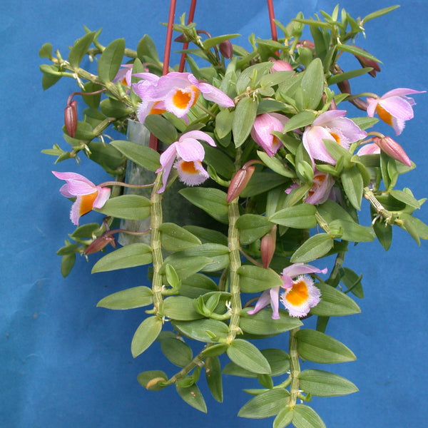 ORQUÍDEA DENDROBIUM LODDIGESII