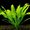 ECHINODORUS BLEHERI