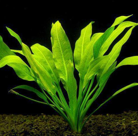ECHINODORUS BLEHERI