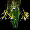 EPIDENDRUM PARKINSONIANUM