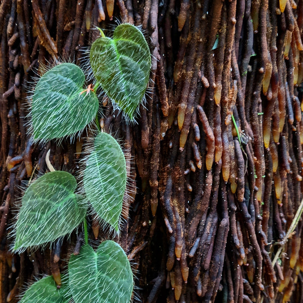 PLANTA TREPADORA FICUS VILLOSA