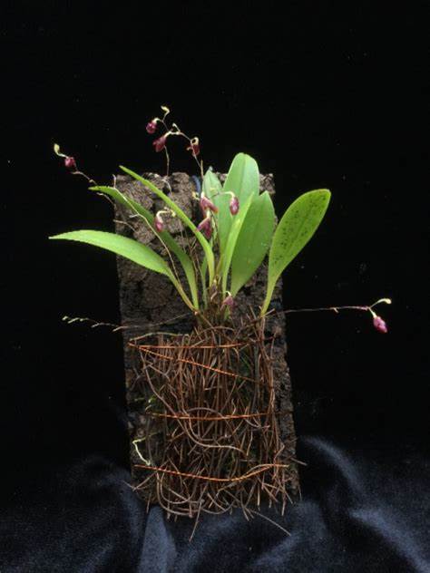 PLEUROTHALLIS FUSCA
