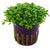 Glossostigma elatinoides en Maceta