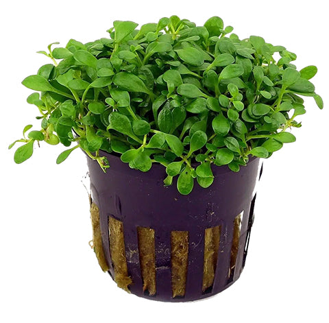 Glossostigma elatinoides en Maceta