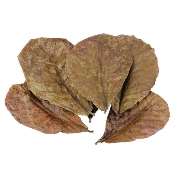 BORNEO CATAPPA LEAVES (ahora también en formato mini)