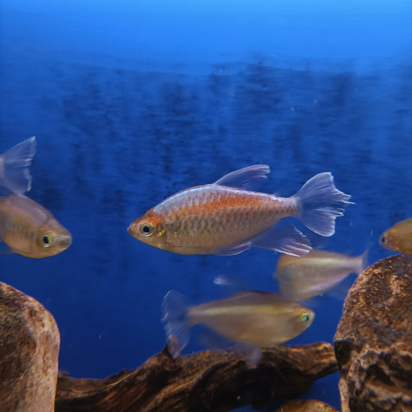 Phenacogrammus Interruptus XXL