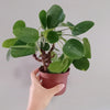PILEA PEPEREMOIDES