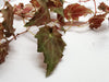 BEGONIA MAURANDIAE