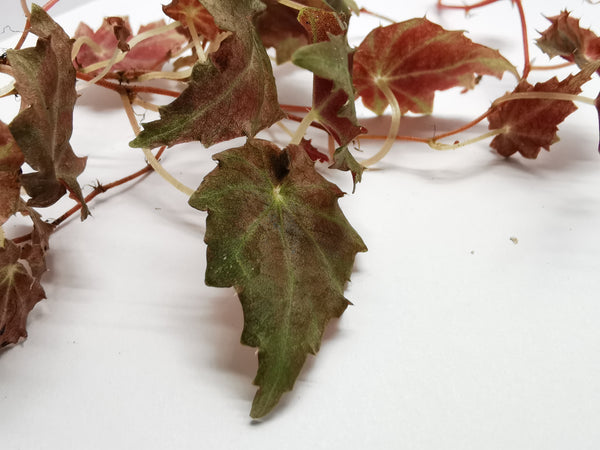 BEGONIA MAURANDIAE