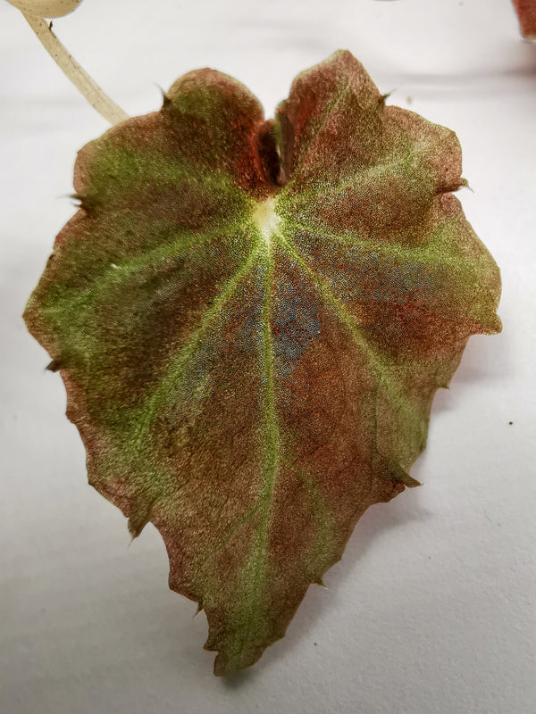 BEGONIA MAURANDIAE