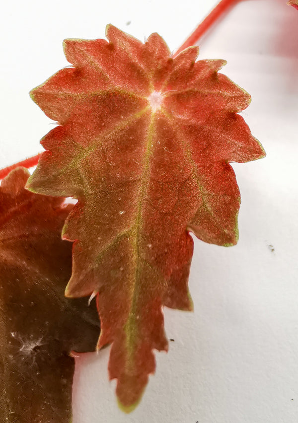BEGONIA SEGREGATA
