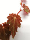 BEGONIA SEGREGATA