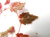 BEGONIA SEGREGATA