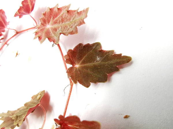 BEGONIA SEGREGATA