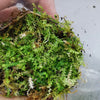 SELAGINELLA ROTUNDIFOLIA