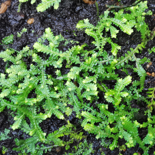 SELAGINELLA SERPENS