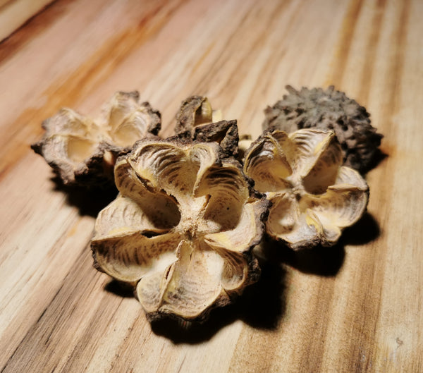 BRASILIOCROTON MAMONINHA