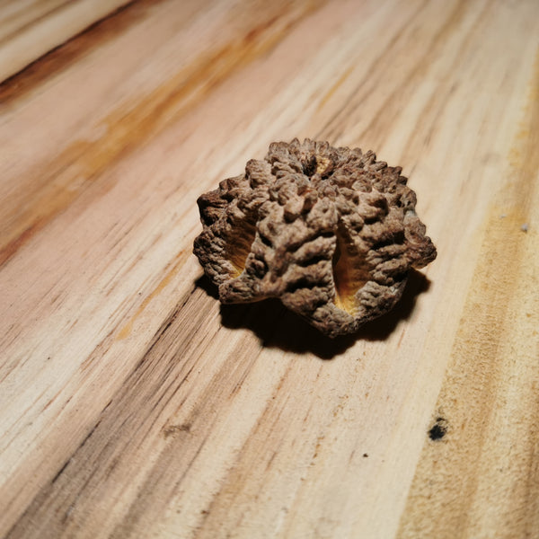 BRASILIOCROTON MAMONINHA
