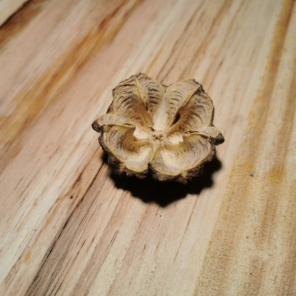 BRASILIOCROTON MAMONINHA