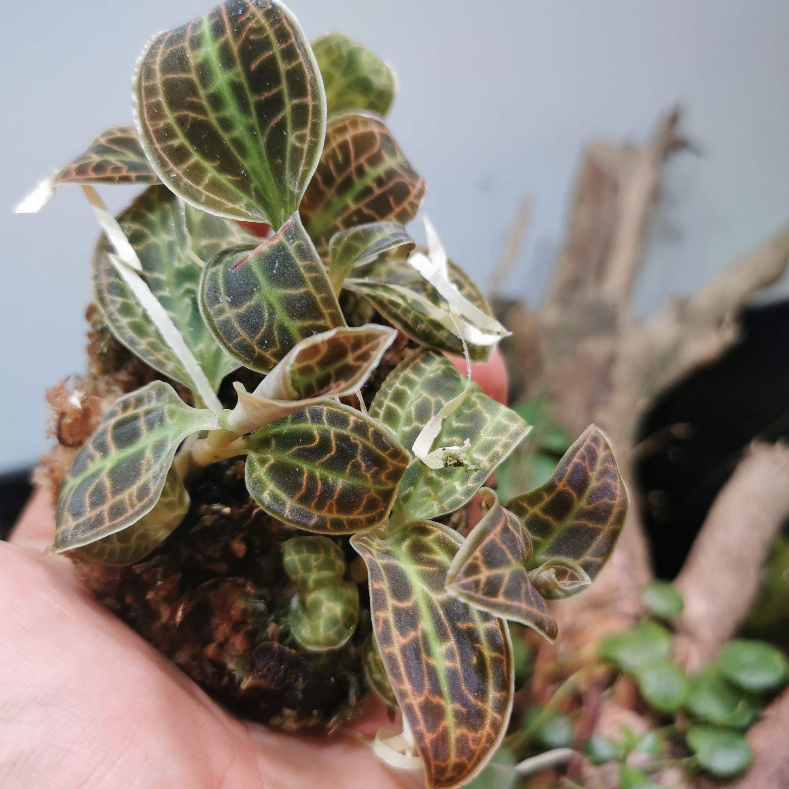 ORQUIDEA MACODES SANDERIANA – LITTLE TREE DESIGN BIOTOPES