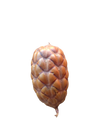 COCO ORINOCENSIS