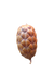 COCO ORINOCENSIS