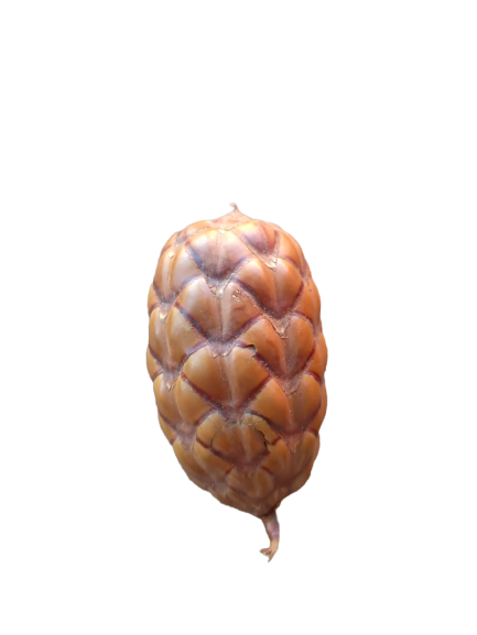 COCO ORINOCENSIS