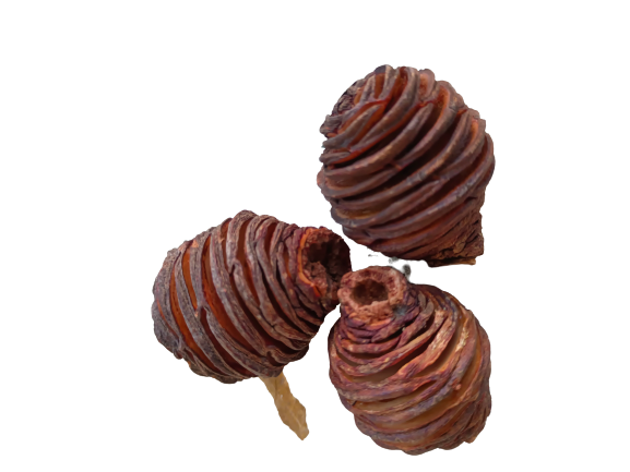 PIÑA AFRICANA (LEUCADENDRON PLATYSPERMUN)
