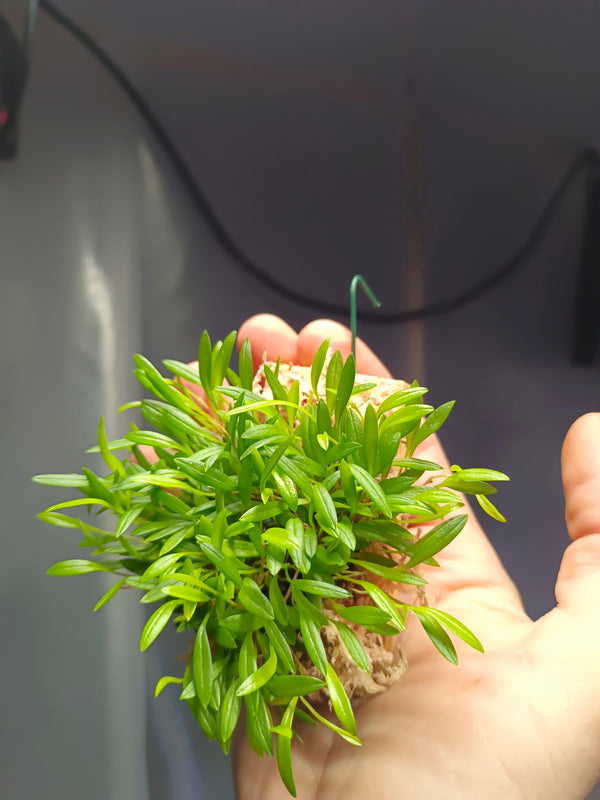 ORQUIDEA STELIS SP. CRAWLING (MINUTISIMA)