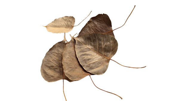 FICUS RELIGIOSA